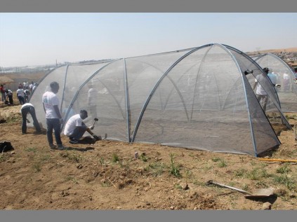 Amalgamated Beverages Industries staff instal a vegetable tunnel at Setswetla village.
