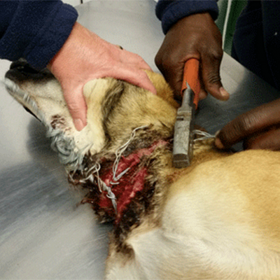 The severe injury suffered by the dog that was caused by the wire. 