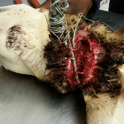 The severe injury suffered by the dog that was caused by the wire. 