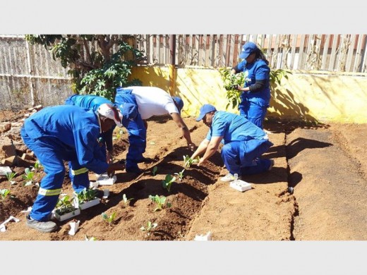 A GROUP of Engen employees plant some of the veggies after building up the beds.
